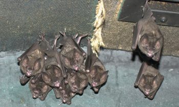 Bats in your belfry?