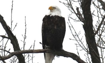 Bald Eagle spotted in the area