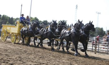 Eleventh annual Draft Horse show scheduled for this weekend