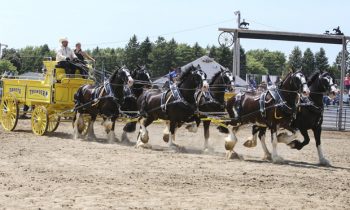 Eleventh annual Murray County Draft Horse Show