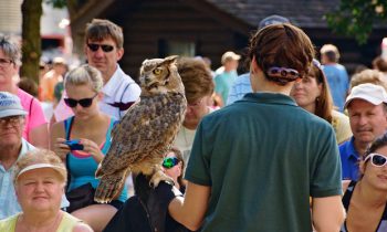 Raptors are Coming to the Murray County Fair!