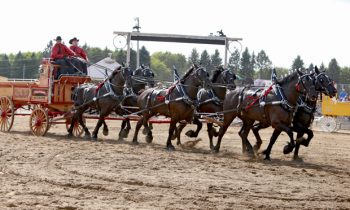 Thirteenth annual Draft Horse show scheduled for this weekend