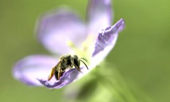 It’s all about the Bees… Research group studies landscape for pollinators