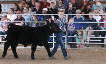 2019 4-H Beef Show