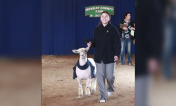 2019 4-H Sheep Show