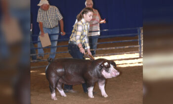 2019 4-H Swine Show