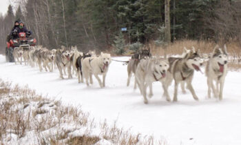 Beargrease champion shows what it takes to raise a sled dog family