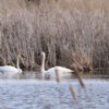 Trumpeter Swans spotted