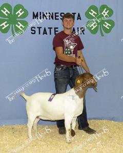 2018 State Fair.Matt Mouw-goat