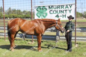 Horse competitors (14 of 24)