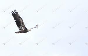 baldeagle1