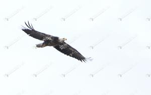 baldeagle2