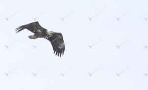 baldeagle3