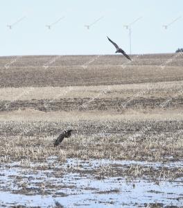 baldeagles1