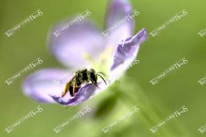 bees.NativeBee Geranium NPS